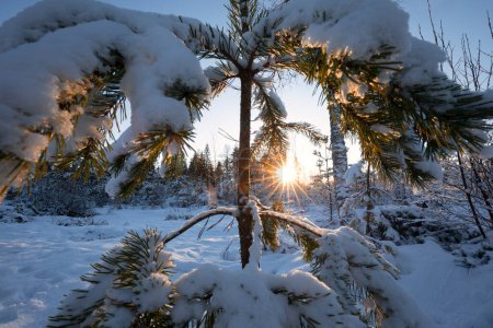 Téléchargez les photos : Sunshine behind pine tree in winter forest in snow - en image libre de droit