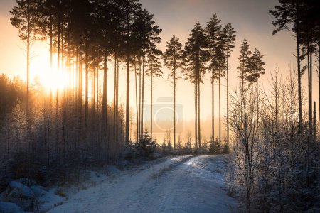 Téléchargez les photos : Sunrise in snowy Swedish forest in fog - en image libre de droit