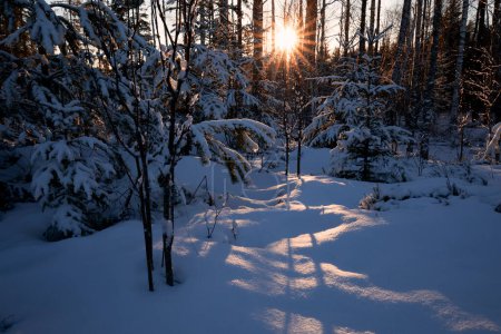 Téléchargez les photos : Evening sunshine in winter snow forest, Sweden - en image libre de droit