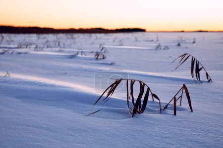 Téléchargez les photos : Sunset  over big frozen lake in snow, Sweden - en image libre de droit