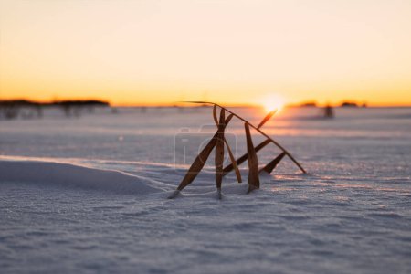 Téléchargez les photos : Sundown over big frozen lake in Sweden - en image libre de droit