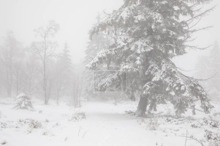Téléchargez les photos : Winter forest in snow and fog, Belgium - en image libre de droit