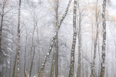 Téléchargez les photos : Birch forest in winter with fog and snow - en image libre de droit