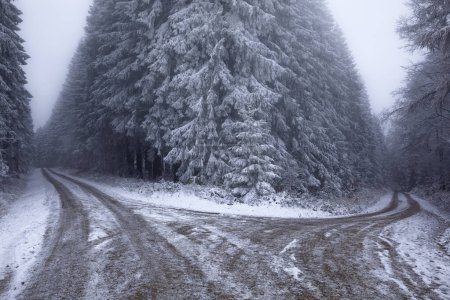 Téléchargez les photos : Ground frozen road in winter forest in snow - en image libre de droit