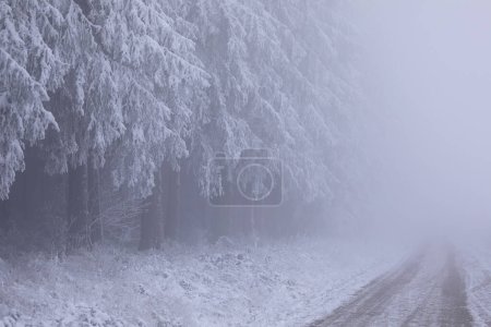 Téléchargez les photos : Snowy coniferous forest and winter road in fog, Germany - en image libre de droit