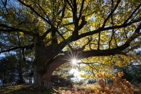 Téléchargez les photos : Huge oak tree in autumn with sunlight at sunrise - en image libre de droit