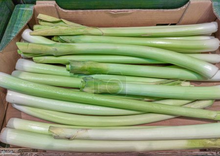 Photo for Leeks in a box. The leek is considered useful to avoid or combat constipation. Apart from its great laxative power, it has a diuretic effect that makes it recommendable for people suffering from high blood pressure, gout, oliguria, hyperuricemia and - Royalty Free Image