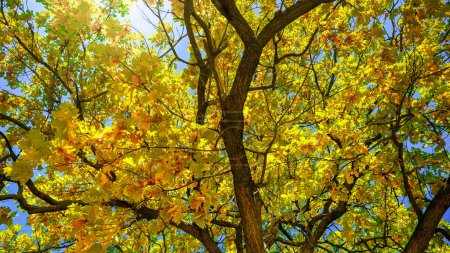 Photo for Dolly shot of camera moving under oak tress covered with yellow and red leaves at autumn park. Abstract nature background. - Royalty Free Image