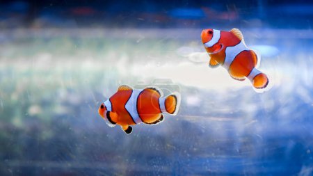 Photo for Closeup of two clownfishes swimming in fish tank. Abstract natural background or backdrop, aquarium life, diving underwater. - Royalty Free Image