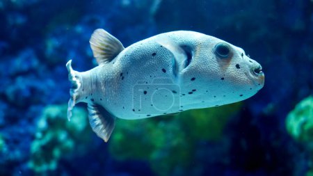 Téléchargez les photos : Gros plan de poissons porcs-épics nageant dans un aquarium. Contexte naturel abstrait ou toile de fond, vie d'aquarium, plongée sous-marine. - en image libre de droit