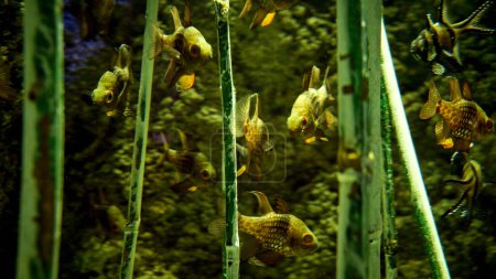 Téléchargez les photos : Gros plan de poissons vivant entre des tiges de bambou poussant à partir d'un lac ou d'une rivière. Contexte naturel abstrait ou toile de fond, vie d'aquarium, plongée sous-marine. - en image libre de droit