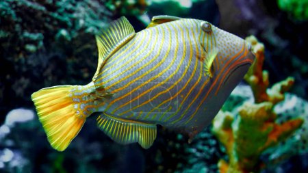 Téléchargez les photos : Gros plan de poissons tropicaux à rayures jaunes nageant au-dessus du récif corallien. - en image libre de droit