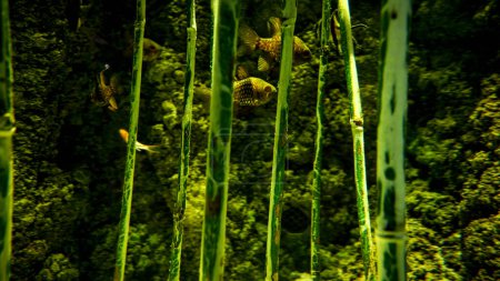 Foto de Primer plano de pequeños peces nadando entre bambú creciendo en el río. Fondo natural abstracto o telón de fondo, vida en el acuario, buceo bajo el agua. - Imagen libre de derechos