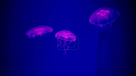 Photo for Closeup of small pink neon color jellyfishes swimming in fish tank. Abstract natural background or backdrop, aquarium life, diving underwater. - Royalty Free Image