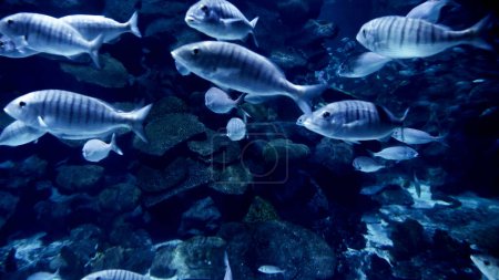 Foto de Inyección submarina de muchos peces nadando entre acantilados y arrecifes de coral. Rayos de luz brillando a través del agua. Fondo submarino abstracto o telón de fondo - Imagen libre de derechos