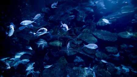 Foto de Vista desde el fondo del mar en la escuela de peces nadando bajo la superficie del mar. Fondo submarino abstracto o telón de fondo. - Imagen libre de derechos