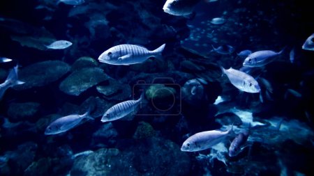 Foto de Un montón de peces nadando bajo el agua en el fondo del mar entre rocas y acantilados. Fondo submarino abstracto o telón de fondo - Imagen libre de derechos
