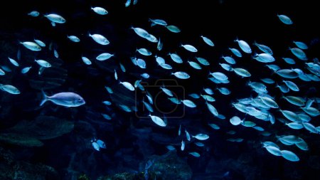 Foto de Escuela de peces nadando en el fondo del mar oscuro en una cueva. Fondo submarino abstracto o telón de fondo. - Imagen libre de derechos