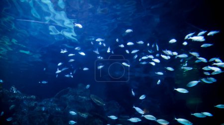 Foto de Vista en zoológico de gran cantidad de peces nadando en acuario pecera. Fondo submarino abstracto o telón de fondo. - Imagen libre de derechos