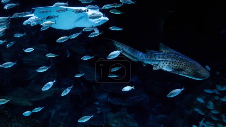 Foto de Inyección submarina de raya y tiburón nadando con la escuela de peces sobre el arrecife de coral. - Imagen libre de derechos
