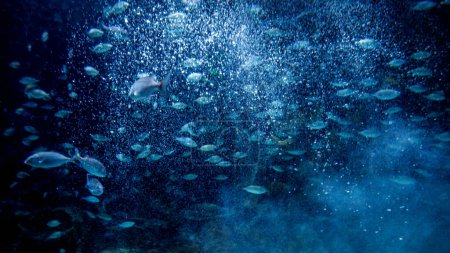 Foto de Burbujas de aire y muchos peces nadando en aguas cristalinas del océano. Fondo submarino abstracto o telón de fondo. - Imagen libre de derechos