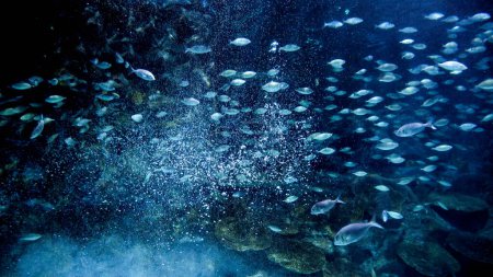 Téléchargez les photos : Beaucoup de bulles d'air et de poissons de mer nageant dans l'eau sombre de l'océan entre les récifs coralliens. - en image libre de droit