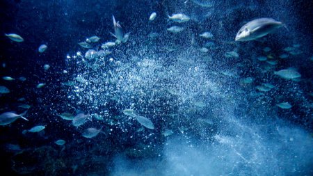 Foto de Gran escuela de peces de mar nadando en agua de mar clara oscura a través de muchas burbujas de aire flotantes. - Imagen libre de derechos