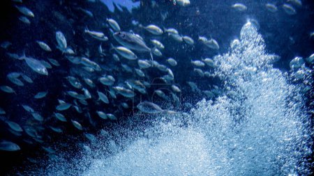 Téléchargez les photos : Vidéo sous-marine de beaucoup de bulles d'air et de poissons nageant en mer. Fond ou toile de fond sous-marine abstrait. - en image libre de droit