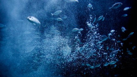 Foto de Inyección submarina de peces marinos y burbujas de aire flotantes iluminadas por los rayos del sol. - Imagen libre de derechos