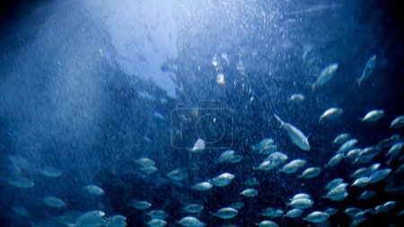 Téléchargez les photos : Bulles d'air flottant à la surface de la mer. Poissons et requins nageant dans l'océan. Fond ou toile de fond sous-marine abstrait. - en image libre de droit