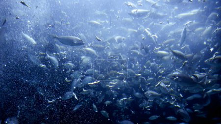 Foto de Vista desde el fondo del mar de los peces que se alimentan con alimentos especiales, plancton y restos de carne en el acuario del zoológico. Fondo submarino abstracto o telón de fondo. - Imagen libre de derechos
