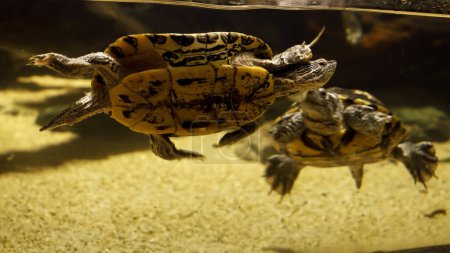 Téléchargez les photos : Gros plan de famille de deux tortues nageant dans l'eau de mer derrière un verre d'aquarium. - en image libre de droit