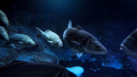 Photo for School of big fishes swimming slowly on dark sea bottom. Abstract underwater background or backdrop - Royalty Free Image