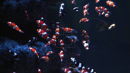 Foto de Muchos payasos nadan en el arrecife de coral en aguas oscuras. Fondo submarino abstracto o telón de fondo. - Imagen libre de derechos