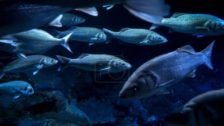 Téléchargez les photos : Grande école de poissons nageant à côté du fond de l'océan dans l'eau claire sombre. Fond ou toile de fond sous-marine abstrait. - en image libre de droit