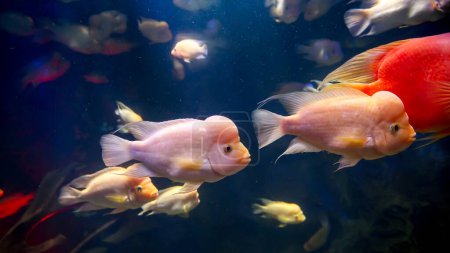 Foto de Hermosa vista de los peces tropicales de color rosa y rojo con grandes cabezas nadando bajo el agua. Fondo submarino abstracto o telón de fondo. - Imagen libre de derechos