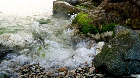 Téléchargez les photos : Beauté de l'océan avec des vagues qui battent doucement sur la plage rocheuse, tandis que les algues verdoyantes et les algues balancent dans la brise - en image libre de droit