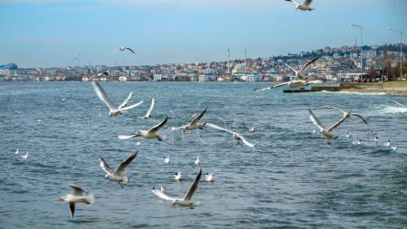 Téléchargez les photos : Goélands marins volant contre une belle vue d'Istanbul, Turquie - en image libre de droit
