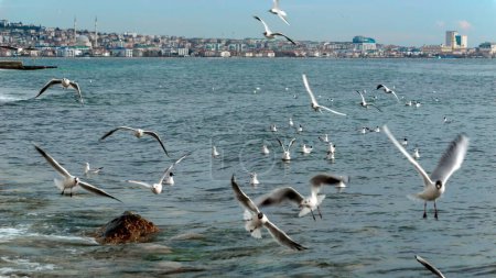Téléchargez les photos : Beaucoup de mouettes volent et atterrissent sur l'eau de mer au port de la ville. - en image libre de droit