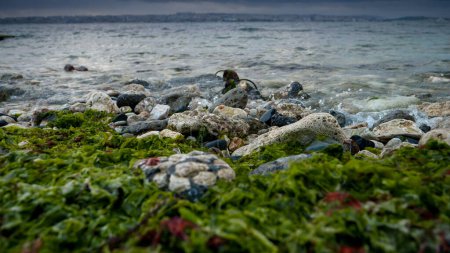 Téléchargez les photos : Les vagues de la mer roulant sur la plage rocheuse sur les falaises et les pierres envahies par les algues et les algues. Beau paysage, fond naturel, fond marin - en image libre de droit
