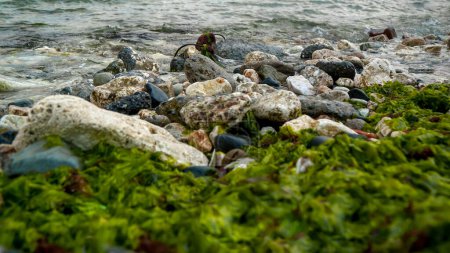 Téléchargez les photos : Les algues et les roches couvertes d'algues étant lavées par les vagues de la mer au ralenti. Parfait comme fond marin pour votre prochain projet vidéo - en image libre de droit