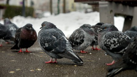 Téléchargez les photos : La neige tombe sur un groupe de pigeons dans un parc en hiver. Le concept d'hiver, la faune et l'impact de la neige sur les animaux - en image libre de droit