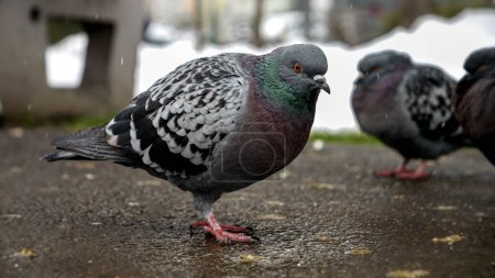 Téléchargez les photos : Des flocons de neige tombant sur des pigeons dans un parc en hiver. La résilience de la nature et la capacité des animaux à s'adapter aux conditions météorologiques changeantes. - en image libre de droit