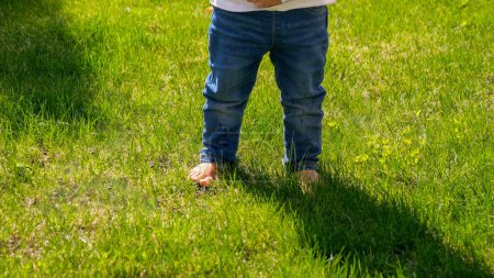Téléchargez les photos : Gros plan de bébé pieds en jeans debout sur pelouse d'herbe verte fraîche. Enfants en plein air, enfants dans la nature, bébé jouant dehors - en image libre de droit