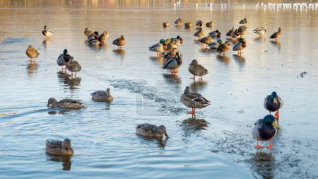 Téléchargez les photos : Un groupe de canards sauvages marchant prudemment sur un lac gelé de la ville, créant des ondulations sur la surface glacée au parc de la ville. - en image libre de droit