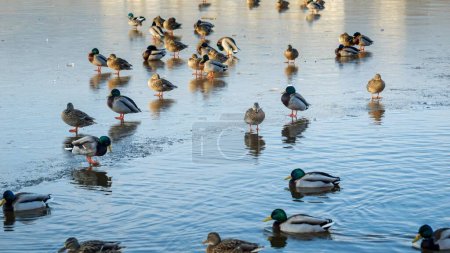 Photo for Ducks on a frozen city lake, some searching for food while others swim in open water, creating a scene of winter wildlife. - Royalty Free Image