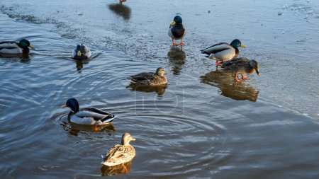 Téléchargez les photos : Canards marchant sur un lac gelé recouvert de glace, tandis que certains d'entre eux recherchent de la nourriture et nagent en eau libre. Adaptabilité et beauté des animaux en hiver. - en image libre de droit