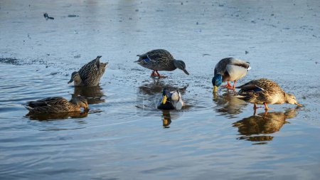 Foto de Muchos patos disfrutan de un soleado día de invierno mientras nadan en el lago del parque. Belleza de la fauna invernal - Imagen libre de derechos