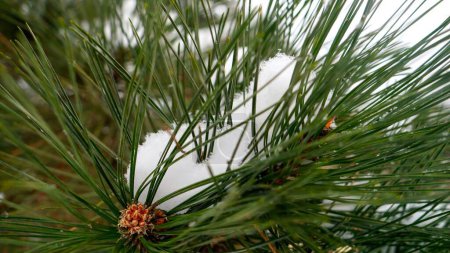 Foto de Primer plano de los copos de nieve cayendo lentamente en la rama de abeto en el bosque de invierno. - Imagen libre de derechos