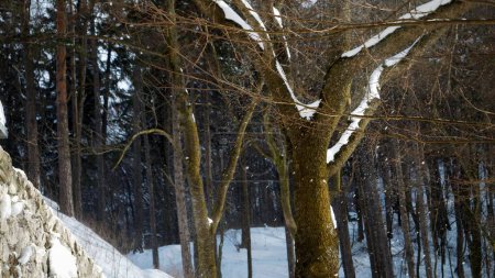 Téléchargez les photos : Vent fort soufflant la neige des branches des arbres dans la forêt hivernale aux montagnes. - en image libre de droit
